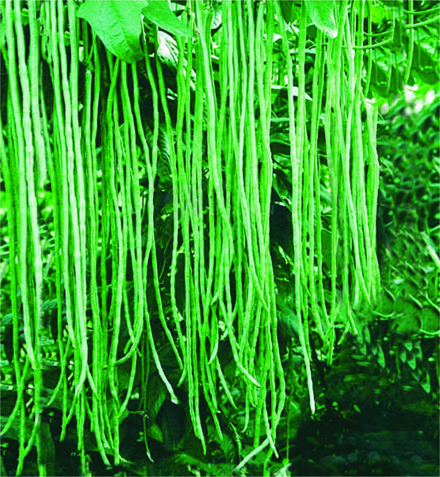 Sabarmati (Yard Long Beans)